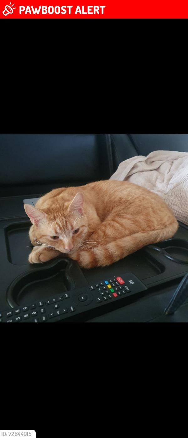 Lost Male Cat last seen West st, South Toowoomba, QLD 4350