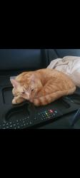 Lost Male Cat last seen West st, South Toowoomba, QLD 4350