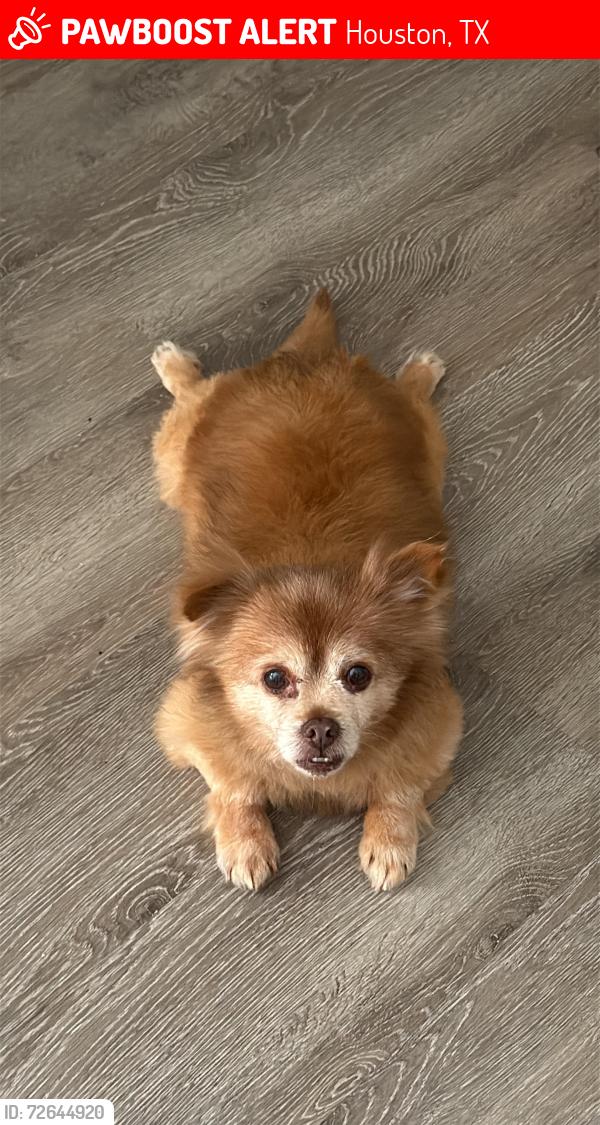 Lost Male Dog last seen Jockey club and Hambelton way, Houston, TX 77065