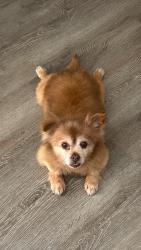 Lost Male Dog last seen Jockey club and Hambelton way, Houston, TX 77065