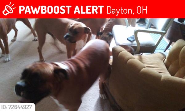 Lost Female Dog last seen Miller lane /north dixie dr., Dayton, OH 45414