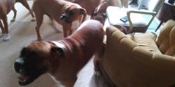 Lost Female Dog last seen Miller lane /north dixie dr., Dayton, OH 45414