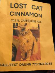 Reunited Female Cat last seen North Harding and Kensington , La Grange Park, IL 60526