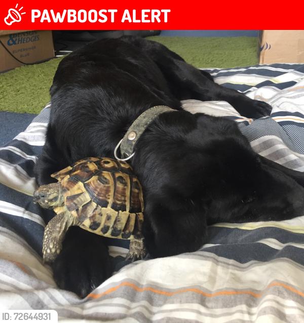 Lost Male Reptile last seen 37b Brighton Road , Greater London, England CR8 2LR