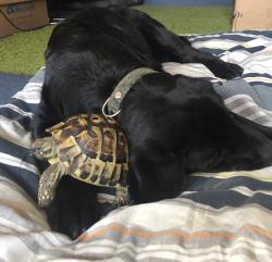 Lost Male Reptile last seen 37b Brighton Road , Greater London, England CR8 2LR