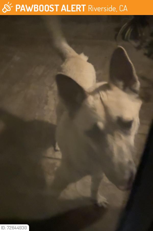 Found/Stray Unknown Dog last seen Off Lincoln ave and Butterfield rd, Riverside, CA 92503