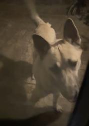 Found/Stray Unknown Dog last seen Off Lincoln ave and Butterfield rd, Riverside, CA 92503