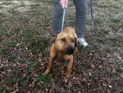 Found/Stray Female Dog last seen Mt. Hermon Rock Creek road, Alamance County, NC 27349