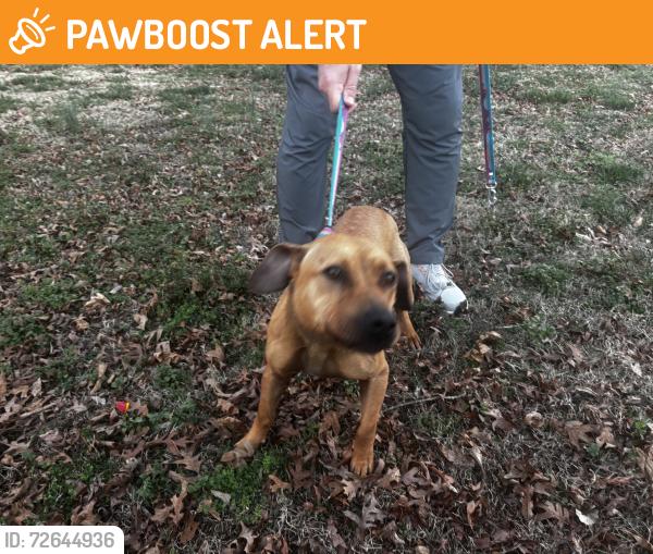 Found/Stray Female Dog last seen Mt. Hermon Rock Creek road, Alamance County, NC 27349