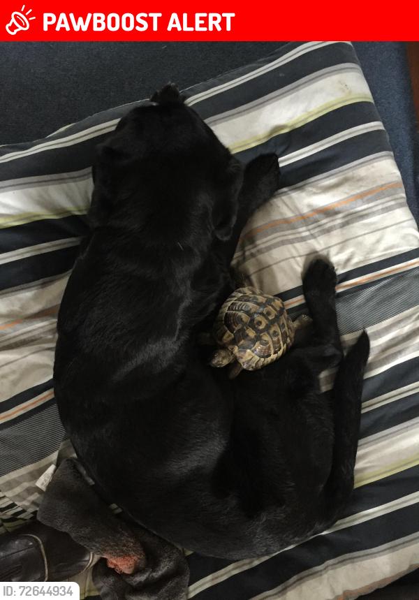 Lost Male Reptile last seen 37b Brighton Road CR82LR Purley Surrey , Greater London, England CR8 2LR