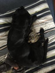 Lost Male Reptile last seen 37b Brighton Road CR82LR Purley Surrey , Greater London, England CR8 2LR