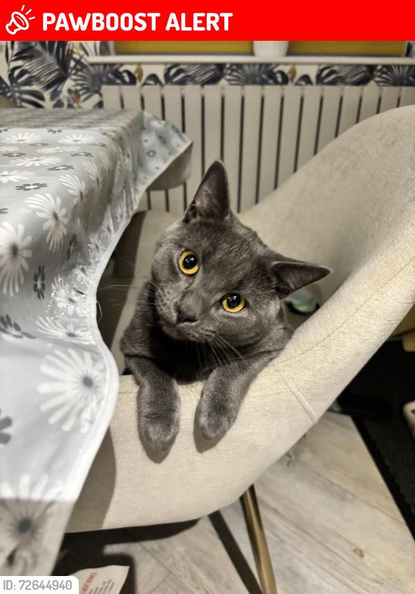 Lost Male Cat last seen Werrington village , Werrington, England PE4