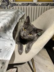 Lost Male Cat last seen Werrington village , Werrington, England PE4