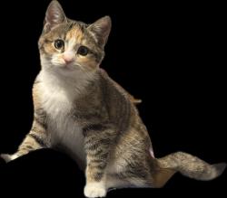 Lost Female Cat last seen Near N Willow st, Chandler, AZ 85226