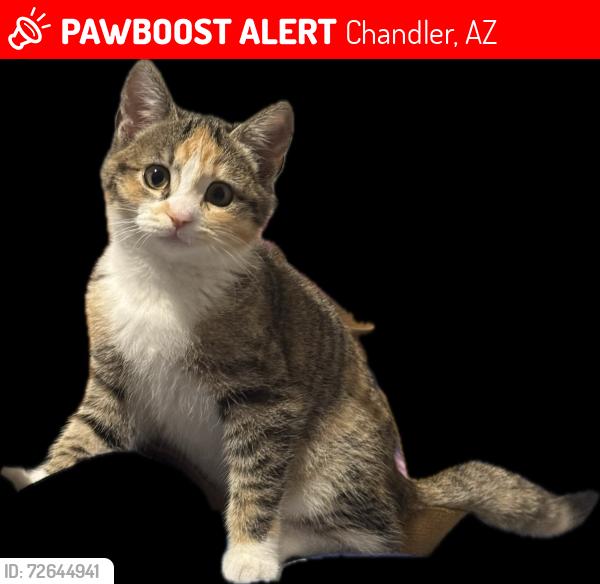 Lost Female Cat last seen Near N Willow st, Chandler, AZ 85226