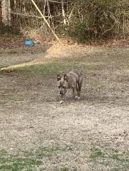 Found/Stray Female Dog last seen County road 289, Lanett, AL 36863