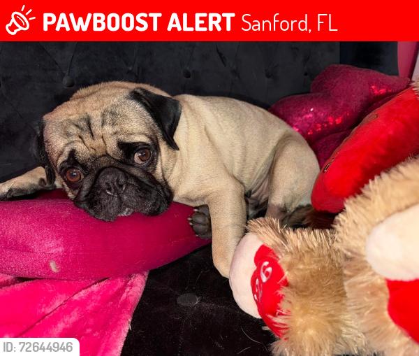 Lost Male Dog last seen Middleton oaks, Sanford, FL 32773