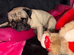 Lost Male Dog last seen Middleton oaks, Sanford, FL 32773
