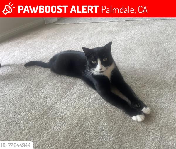 Lost Female Cat last seen Near W Palmdale Blvd and 5th St West, Palmdale, CA 93551