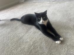 Lost Female Cat last seen Near W Palmdale Blvd and 5th St West, Palmdale, CA 93551