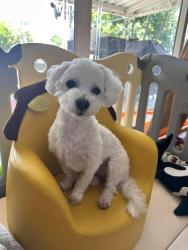 Lost Female Dog last seen Raylene Pl ,Pomona , Pomona, CA 91767