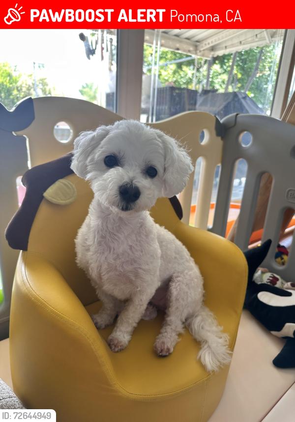 Lost Female Dog last seen Raylene Pl ,Pomona , Pomona, CA 91767