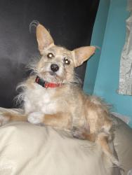 Lost Male Dog last seen Cave creek, Phoenix, AZ 85022
