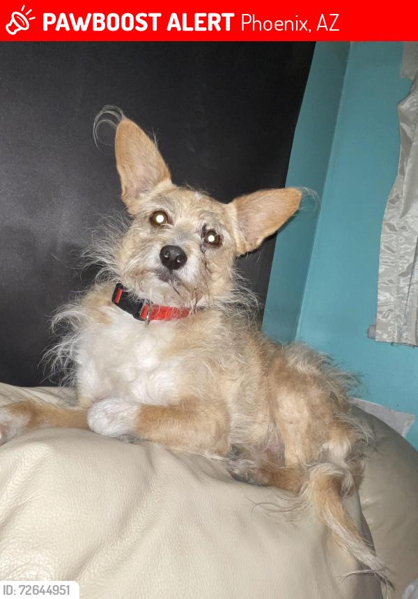 Lost Male Dog last seen Cave creek, Phoenix, AZ 85022