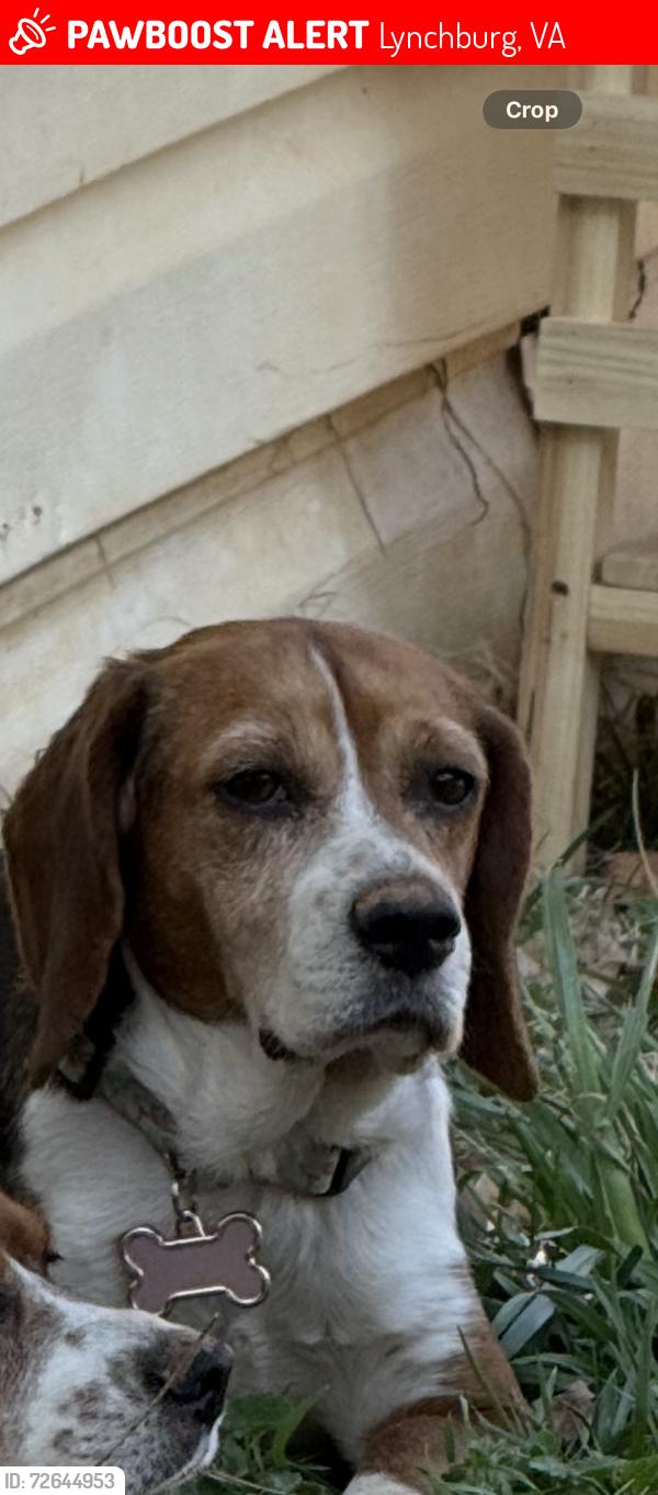 Lost Female Dog last seen Near Euclid Ave, Lynchburg, VA 24501