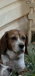 Lost Female Dog last seen Near Euclid Ave, Lynchburg, VA 24501