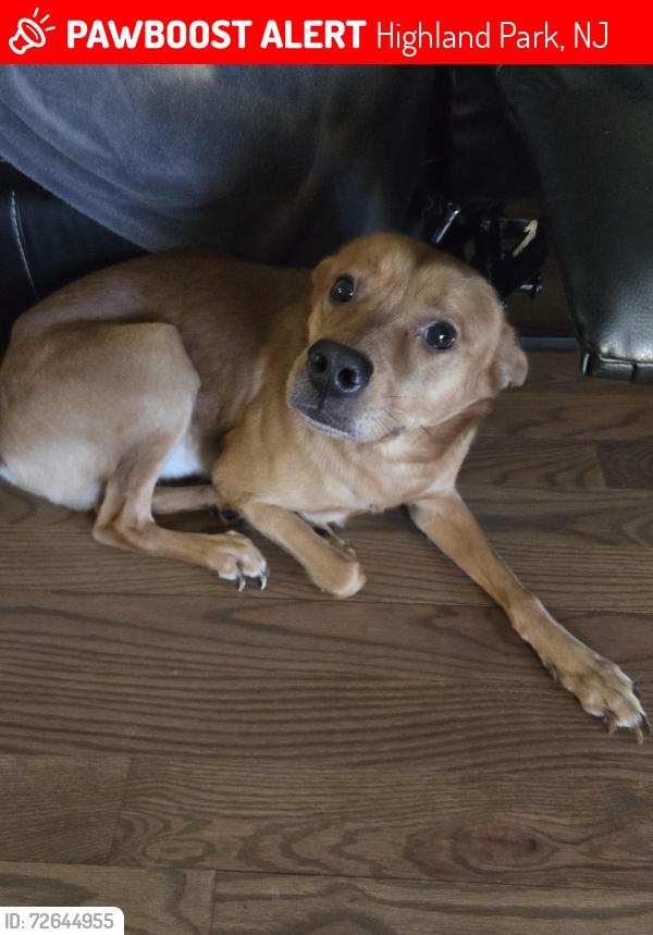 Lost Male Dog last seen River rd highland park nj, Highland Park, NJ 08904