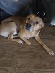 Lost Male Dog last seen River rd highland park nj, Highland Park, NJ 08904