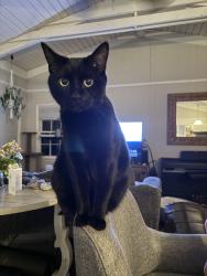 Lost Male Cat last seen Entrance of mountain park , Roswell, GA 30075