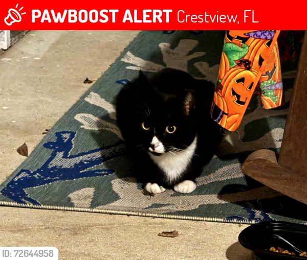 Lost Male Cat last seen Conquest rd in Crestview Florida , Crestview, FL 32536