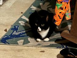 Lost Male Cat last seen Conquest rd in Crestview Florida , Crestview, FL 32536