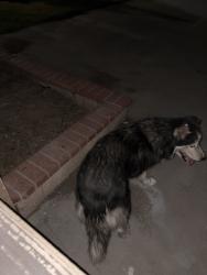 Found/Stray Female Dog last seen Newmark elementary, Arrowhead Farms, CA 92407