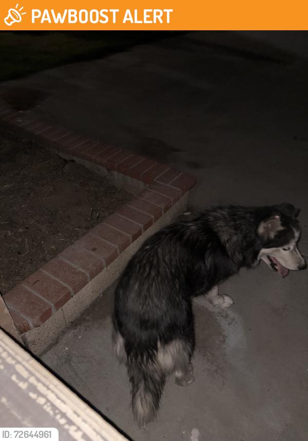 Found/Stray Female Dog last seen Newmark elementary, Arrowhead Farms, CA 92407
