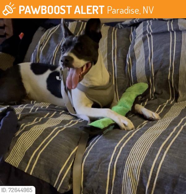 Found/Stray Female Dog last seen SE corner of Sandhill & Flamingo, Paradise, NV 89121