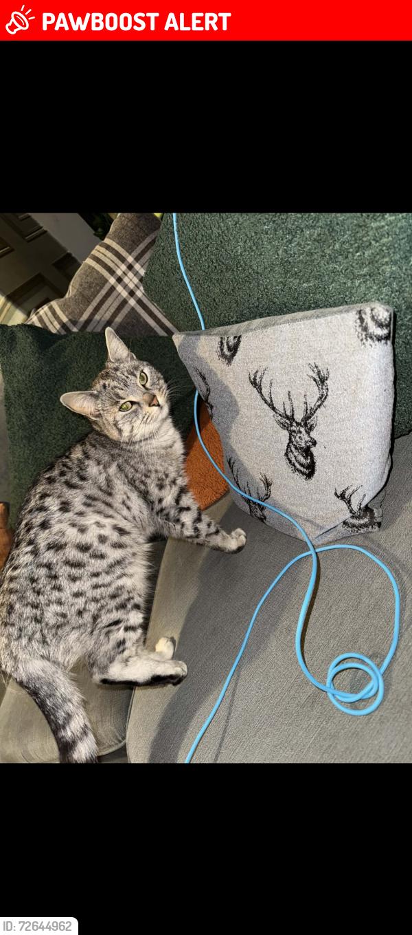 Lost Female Cat last seen Billington avenue Newton le willows St Helens , Merseyside, England WA12