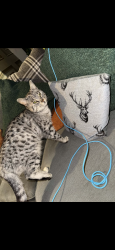 Lost Female Cat last seen Billington avenue Newton le willows St Helens , Merseyside, England WA12