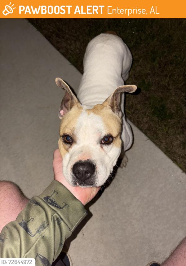 Found/Stray Male Dog last seen S field , Enterprise, AL 36330