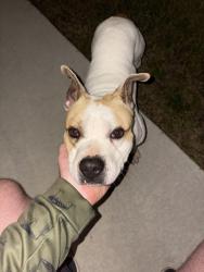 Found/Stray Male Dog last seen S field , Enterprise, AL 36330