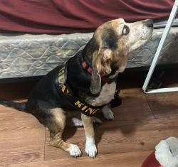 Lost Male Dog last seen Little Ceasers, Pizza Hut , Brenham, TX 77833
