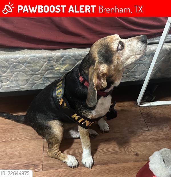 Lost Male Dog last seen Little Ceasers, Pizza Hut , Brenham, TX 77833