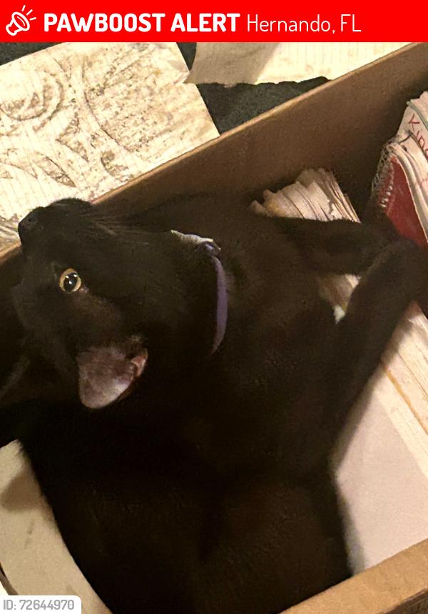 Lost Male Cat last seen N Evanston Terrace , Hernando, FL 34442