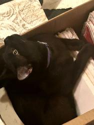 Lost Male Cat last seen N Evanston Terrace , Hernando, FL 34442