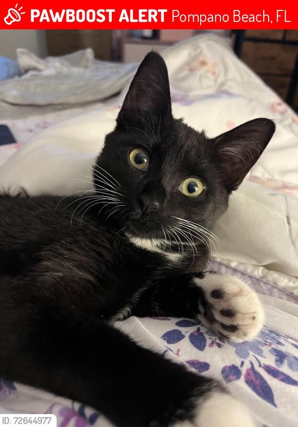 Lost Female Cat last seen NW 31 St., Pompano Beach, FL 33064