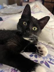 Lost Female Cat last seen NW 31 St., Pompano Beach, FL 33064