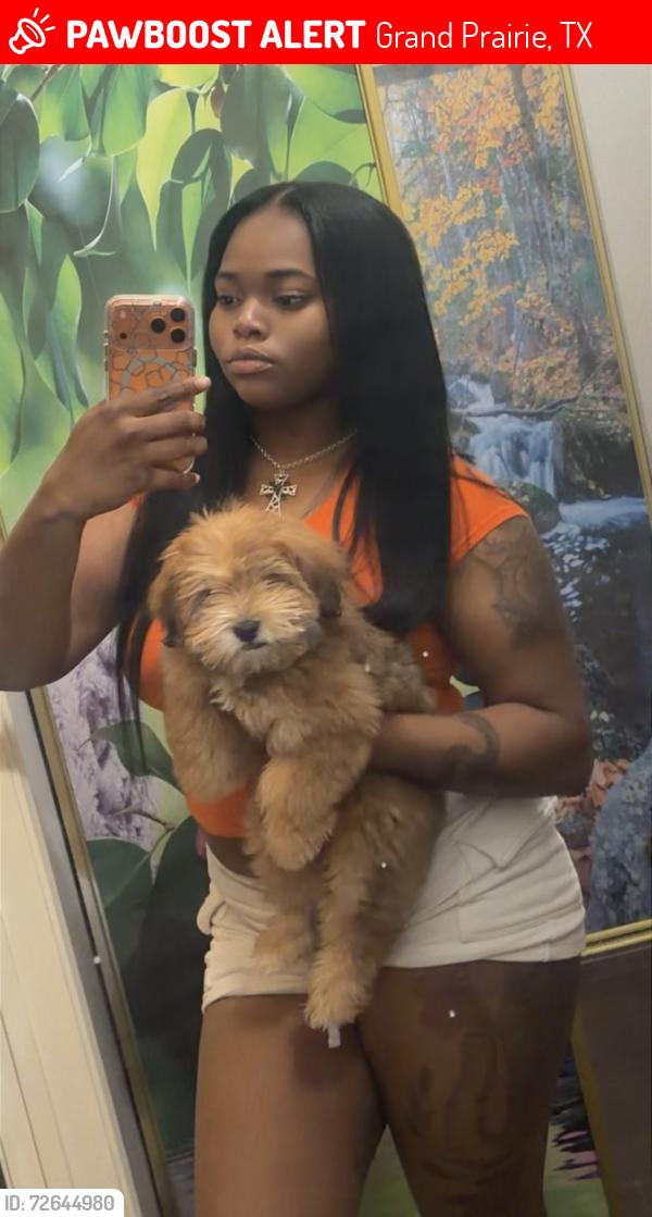 Lost Male Dog last seen Oak meadow drive , Grand Prairie, TX 75052