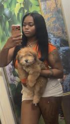 Lost Male Dog last seen Oak meadow drive , Grand Prairie, TX 75052
